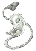 Mew Print