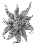 Starmie Print